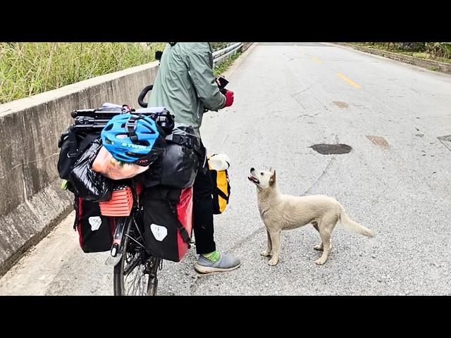 stray dog met a couple, sensed the woman's pregnancy, and followed them for 4 miles, protecting her.