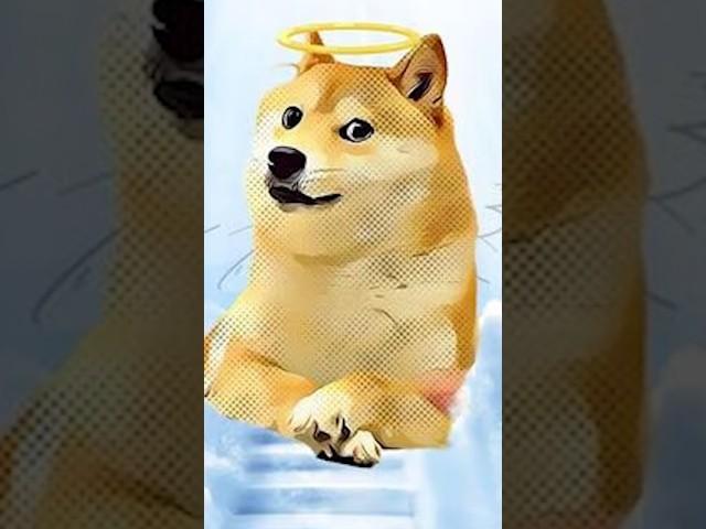The Story behind the Doge Meme #doge #memes #shiba