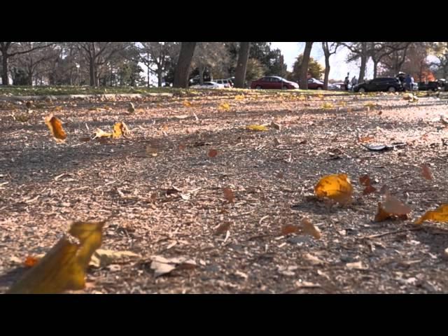 Leaves Blowing In The Wind