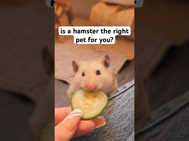 Is a Hamster Right for You? #pets #hamsters #shorts #fyp