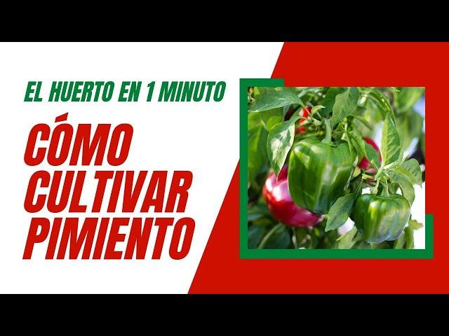 Cómo cultivar pimientos en casa