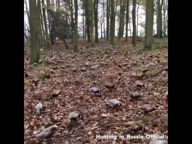 Сон охотника