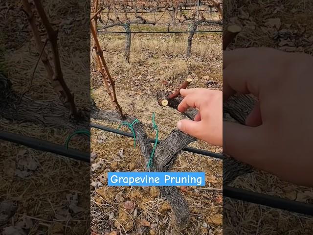 Spur Pruning on grapevines #vineyard #farming #pruning #shortsvideo #shorts #shortsfeed #pov #4u