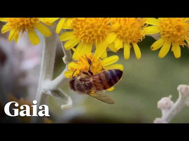 Honey Found in King Tut's Tomb Still Edible After 3,000 Years