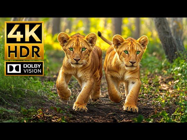 WILD ANIMALS 4K HDR | with Attractive Cinematic Sounds (Colorful Animal Life)