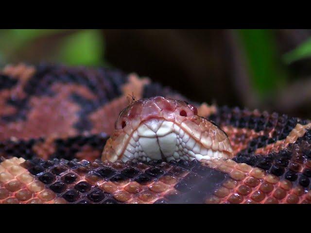 Bush master encounter in Guyana,South America