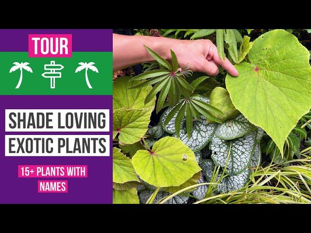 15+ Exotic plants for shade in a tropical garden