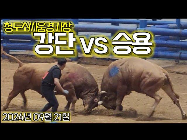 흥분한 애들끼리...  #소싸움 #소힘겨루기