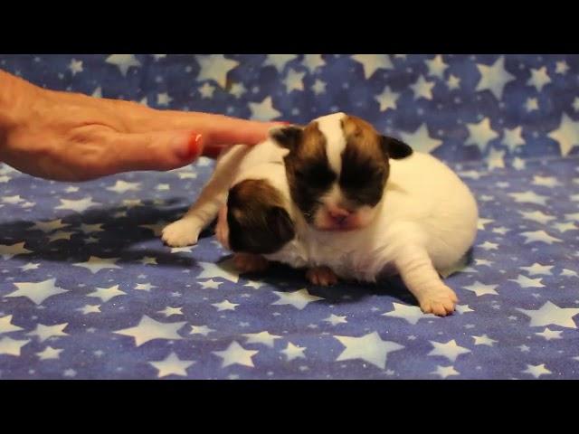 Coton de Tulear Puppies For Sale - Hannah 10-10-24