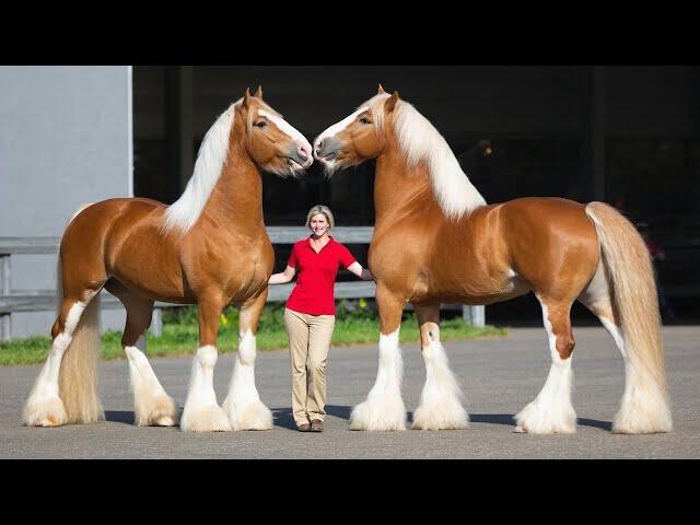 20 Most Biggest Horses In The World