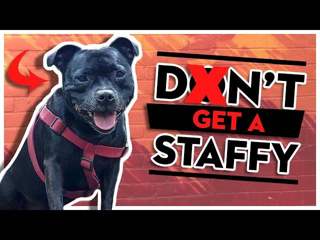 5 Reasons NOT To Get A Staffordshire Bull Terrier