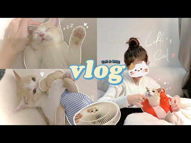 vlog | meet my first kitty  Kitten's first day home  我终于有猫啦^^成为新手铲屎官| loffi snow