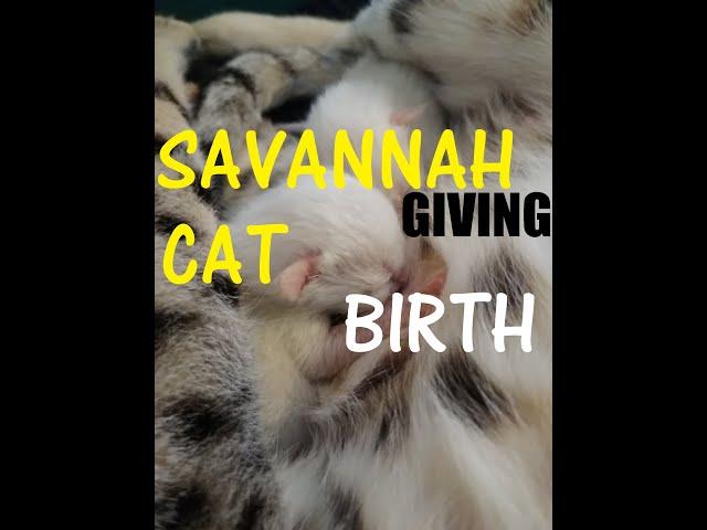 Savannah Cat giving birth to Snow and Brown Spotted Tabby kittens (educational video) 