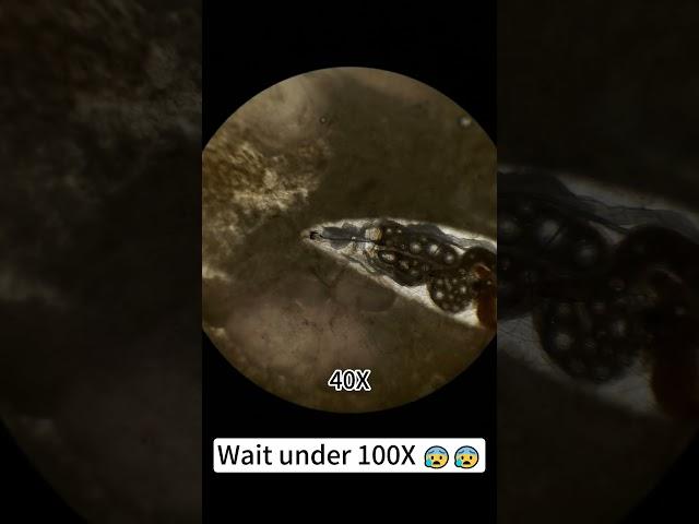 Lamb is beautiful at 400x under a microscope! #underthemicroscope #microscope #science #shorts