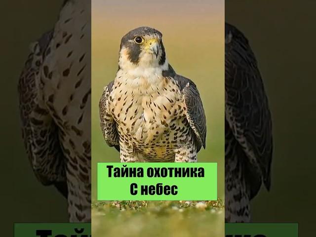 #Сапсан #ХищникНеба #ХищныеПтицы #Природа #Факты #ЯЗнаюВсё #ДикаяПрирода #Скорость #ПтицыМира