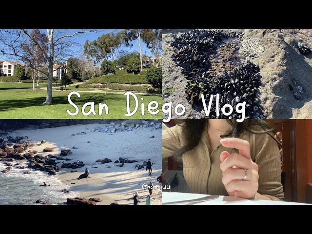 San Diego VLOG | 미국 직장인 브이로그 | 샌디에고 브이로그 미국 외노자의 주말 라호야 코브 물개 조개 따는척 하고 노는 일상