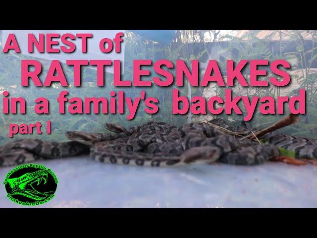 A nest of Rattlesnakes in a family's backyard. (Part 1)