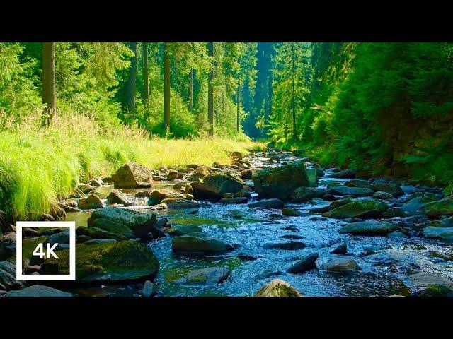 Redwoods Forest River & Birdsong | Relaxing Nature Sounds in 4K | 6 Hours