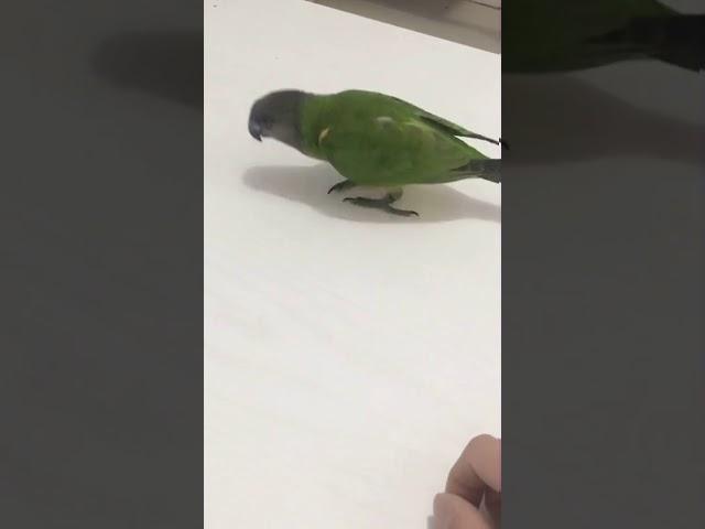 amazing！ A somersault Parrot