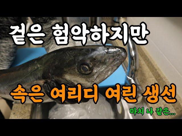 손질은 어렵지만 맛으로 보답합니다. 회도 구이도 예술적인 맛 [feat. 유안야끼]