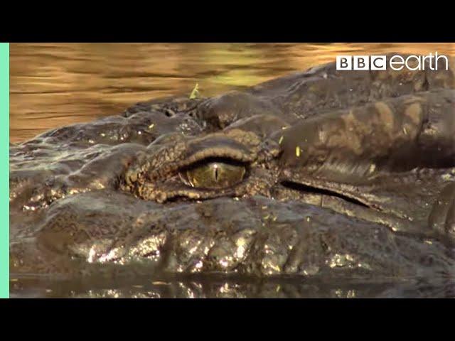 Top 5 Killer Crocodile Moments | BBC Earth