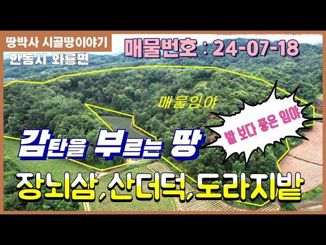 (24. 07. 18) 접근성 좋은 곳에 장뇌삼,더덕,도라지,곰취,머위나물등이 식재된 완만한 임야.