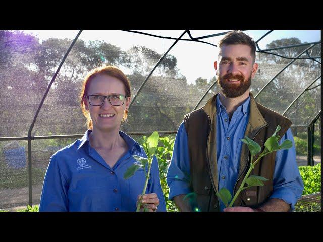 Faba Bean Breeding Program | Southern Region
