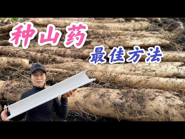 How to grow yam in a roof gutter. 山药种植最佳方法-雨槽种植。 #家庭有机种植  (点击 CC 查看中文字幕）