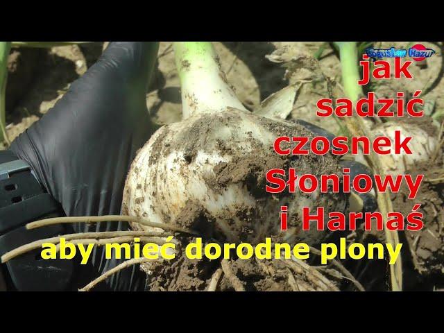 jak sadzić czosnek słoniowy i Harnaś aby mieć dorodne plony