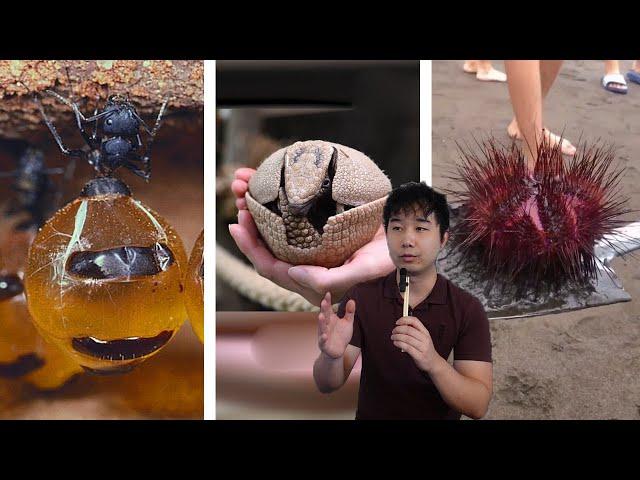 5 Unusual Animals I Want to Eat