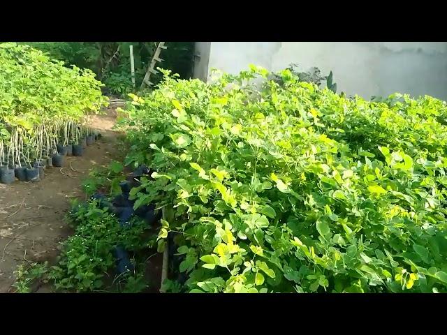 cây me tây đt 0919 255 145 hoặc cây giống 4s com