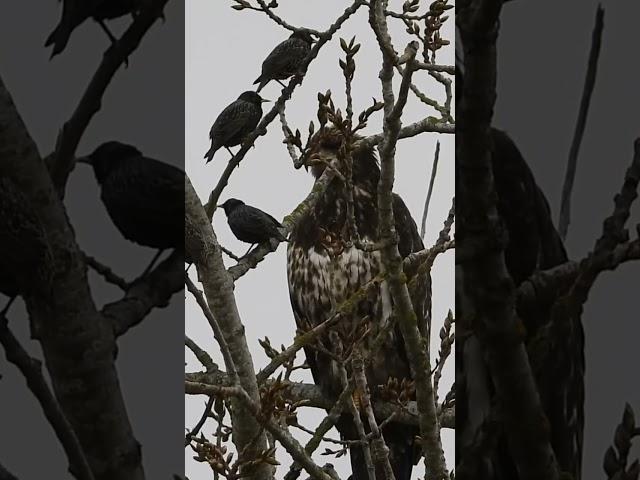 Starlings - singing the song of their people (or yelling)  at a young bald eagle - delta BC 