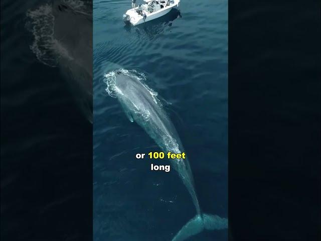 Blue Whale | The Largest Animal In The World