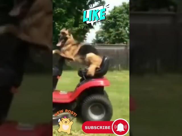 ridi con noi!!!!!!!!#dog#animal#funny#cane