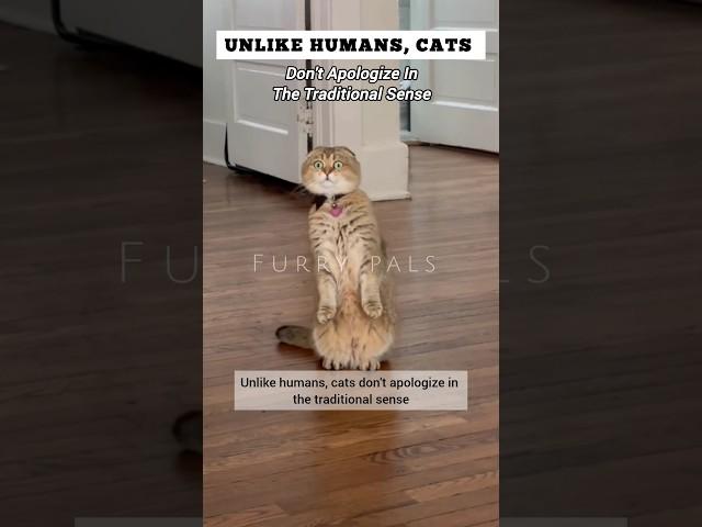 How Cat's Apologise To Human... #pets #advice #facts #cats #hacks #lifehacks