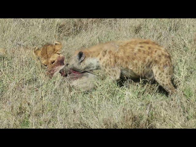 Lion vs Hyena after digging up warthog