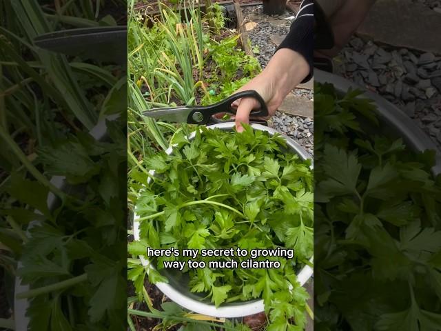 Here’s the secret to growing way too much cilantro #gardening