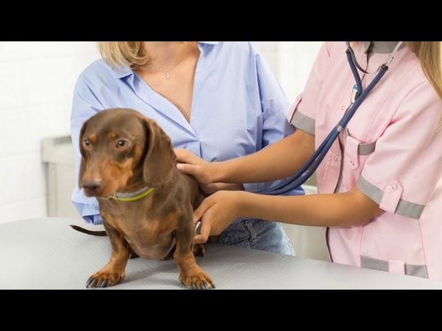 Attentive Pet Care | Alpharetta, GA - Animal Hospital of Nesbit Ferry Crossing