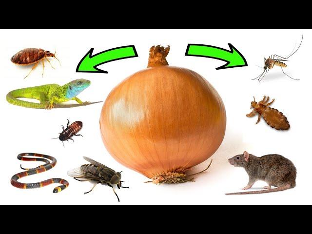 How To Use ONIONS To Get Rid of Pests - Rats, Flies, Lice, Bugs, Lizards, Mosquitoes, Cockroaches.