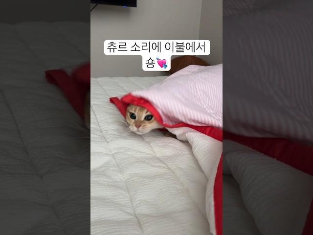 츄리소리에 반응 #브리티쉬숏헤어  #고양이영상 #개냥이