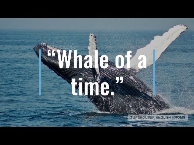 "Whale of a Time" Idiom Meaning, Origin & History | Superduper English Idioms