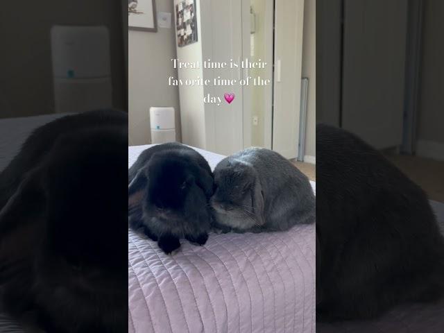Treat time is our favorite 