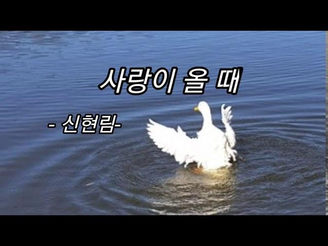 사랑이 올 때/ 신현림