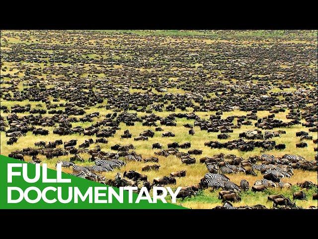 Great Migration | Wild Ones | Episode 11 | Free Documentary Nature