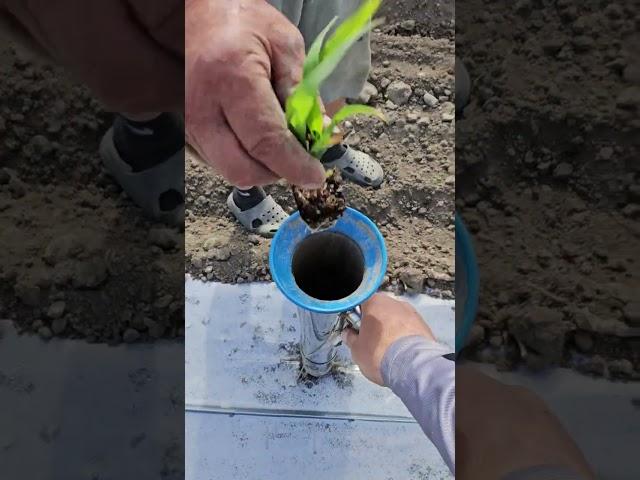 высадка сладкой кукурузы 