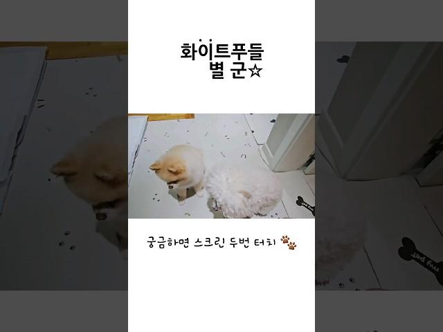 평생 한번 보기 힘든 장면 #shorts