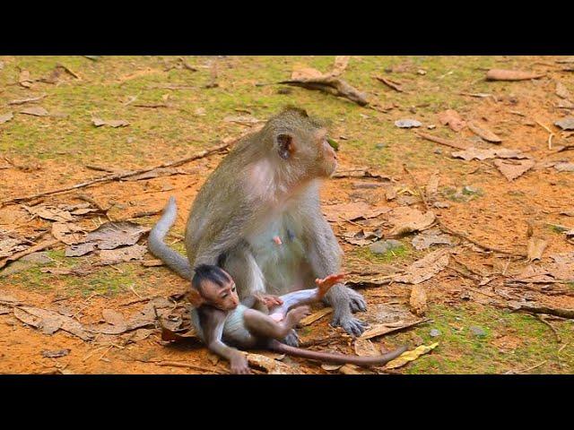 Old Queen Mum Love Baby  Monkey..! Love Monkey Primate