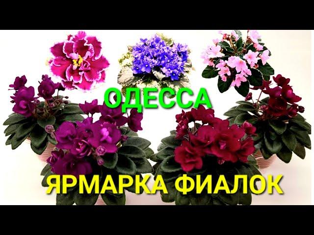 Одесса сегодня. Выставка фиалок. Красивые комнатные цветы. Сенполии. К женскому дню. Велес. #зоотроп