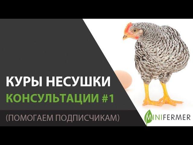 КУРЫ НЕСУШКИ / ДИСТАНЦИОННЫЕ КОНСУЛЬТАЦИИ #1 (совет по содержанию и корму, увеличиваем яйценоскость)