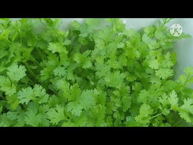 How to Grow Coriander/ Cilantro